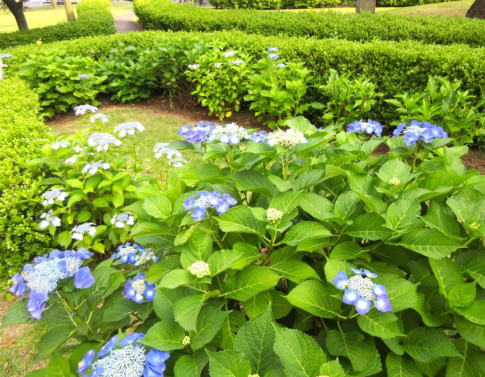 団地内に咲く紫陽花