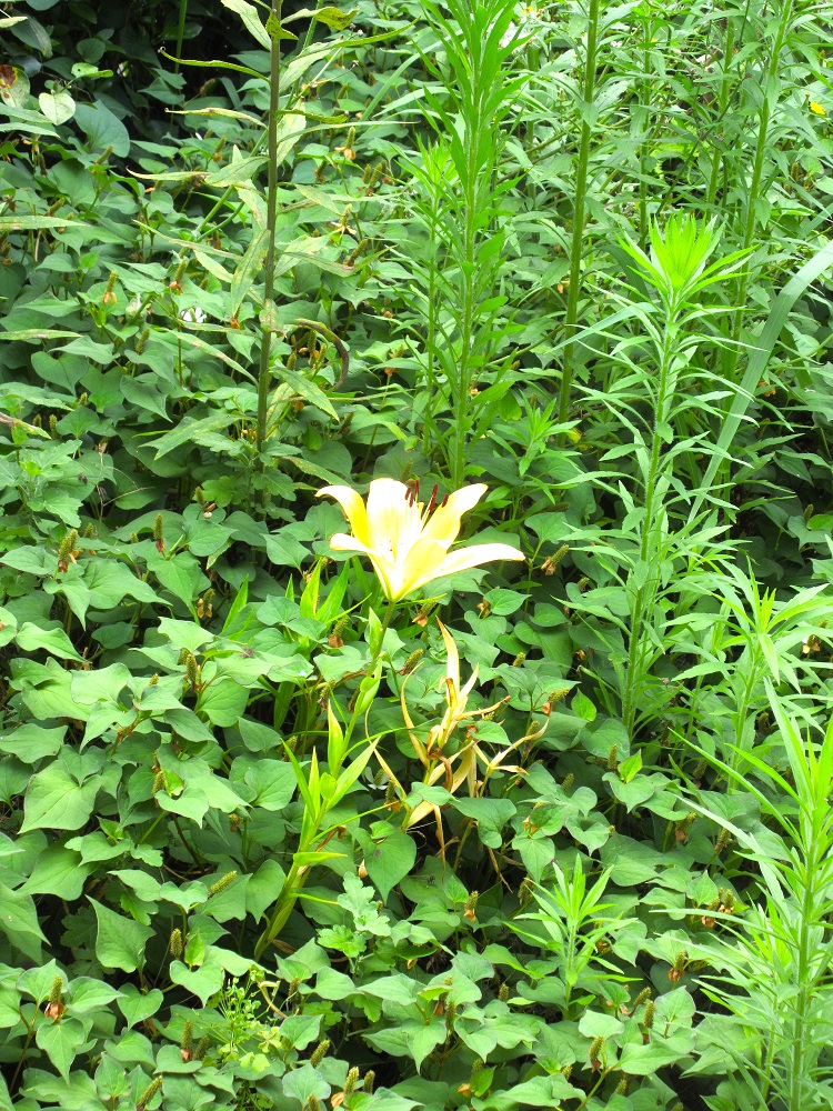 庭に咲くユリの花