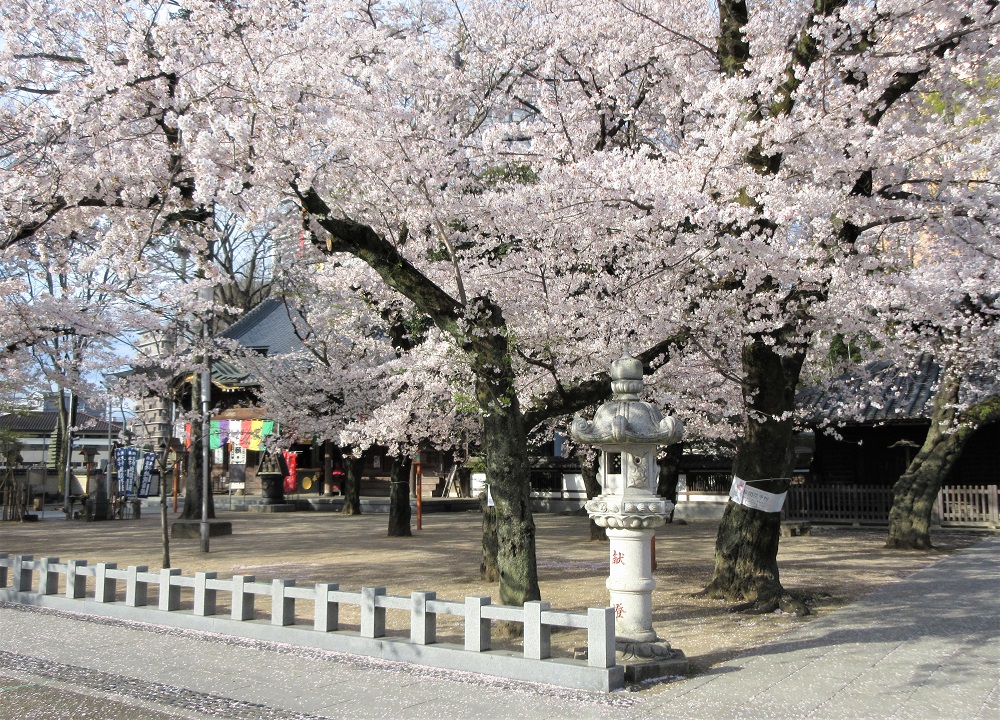 2020.03.28蓮馨寺の桜満開